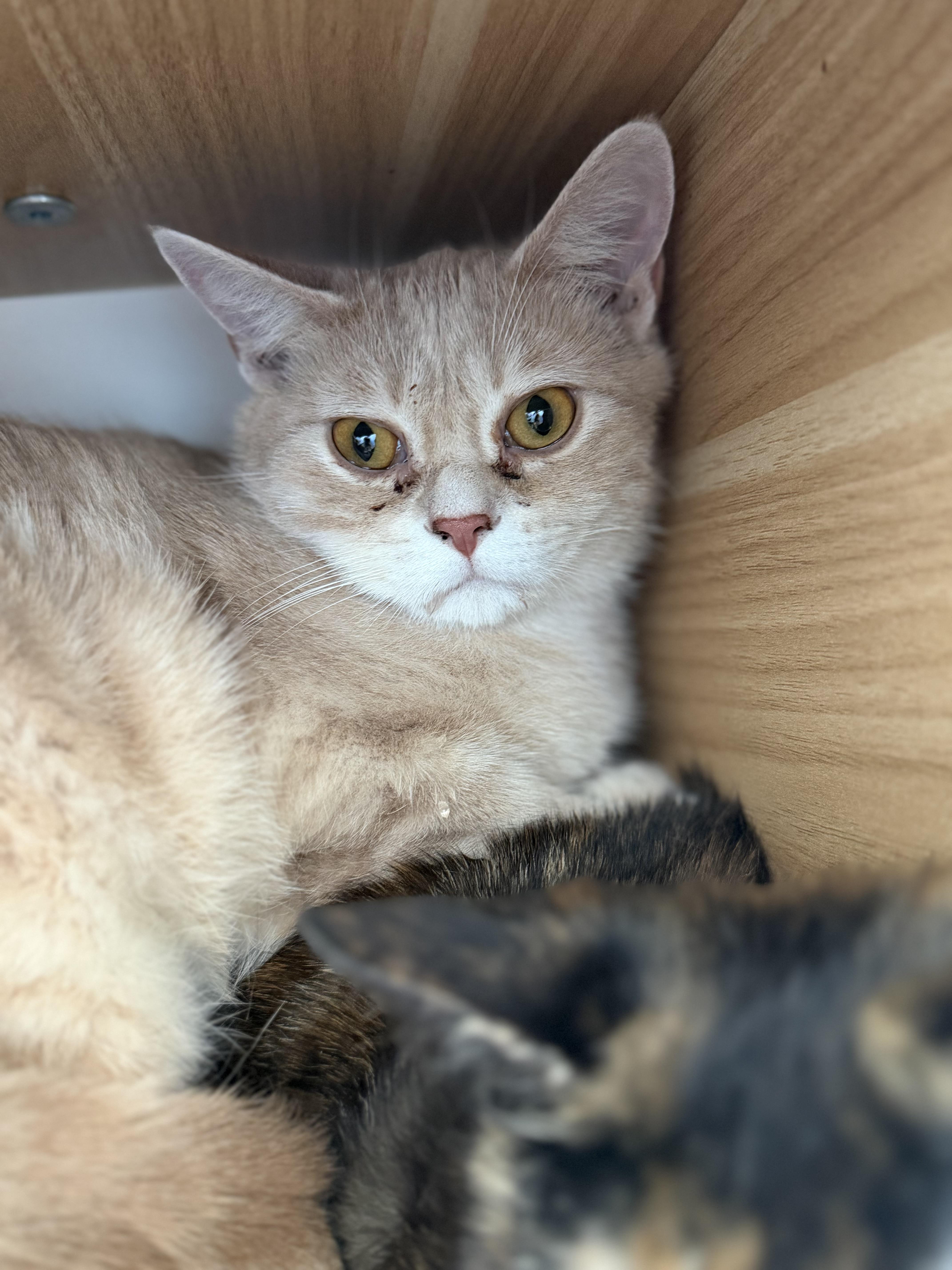 Dobby, a Adoptable mixed breed in Steinbach, MB image 2/6