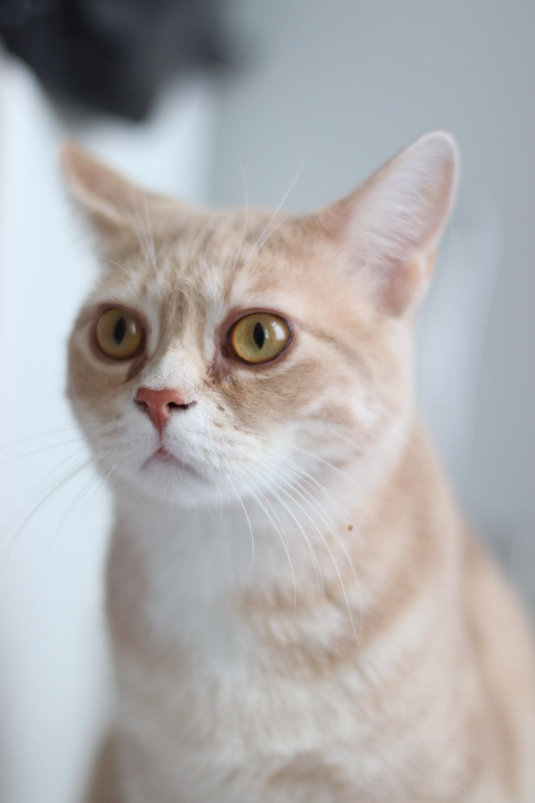 Dobby, a Adoptable mixed breed in Steinbach, MB image 1/6