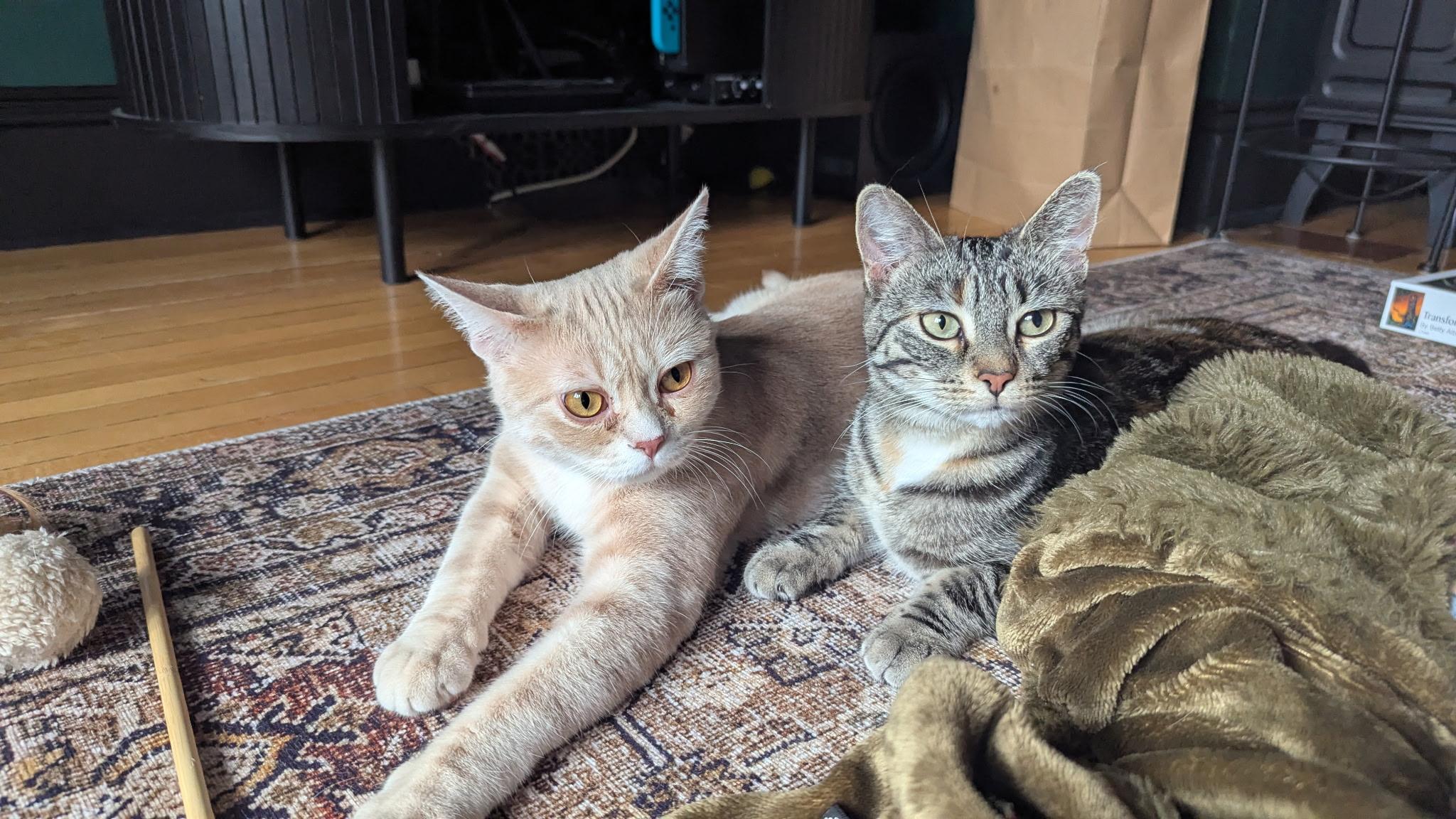 Enlarge Dobby, a Adoptable mixed breed in Steinbach, MB image 3/6