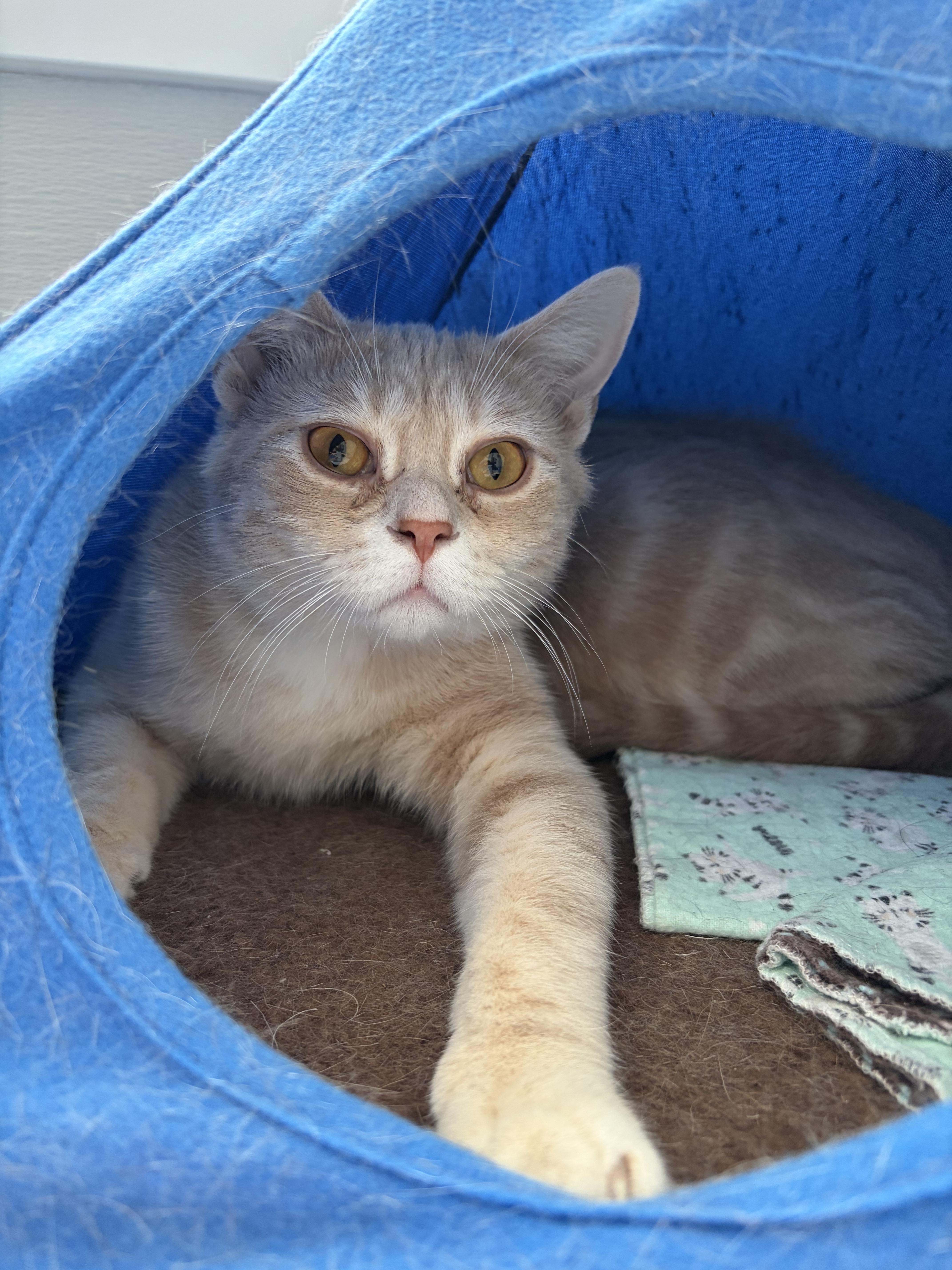Dobby, a Adoptable mixed breed in Steinbach, MB image 4/6