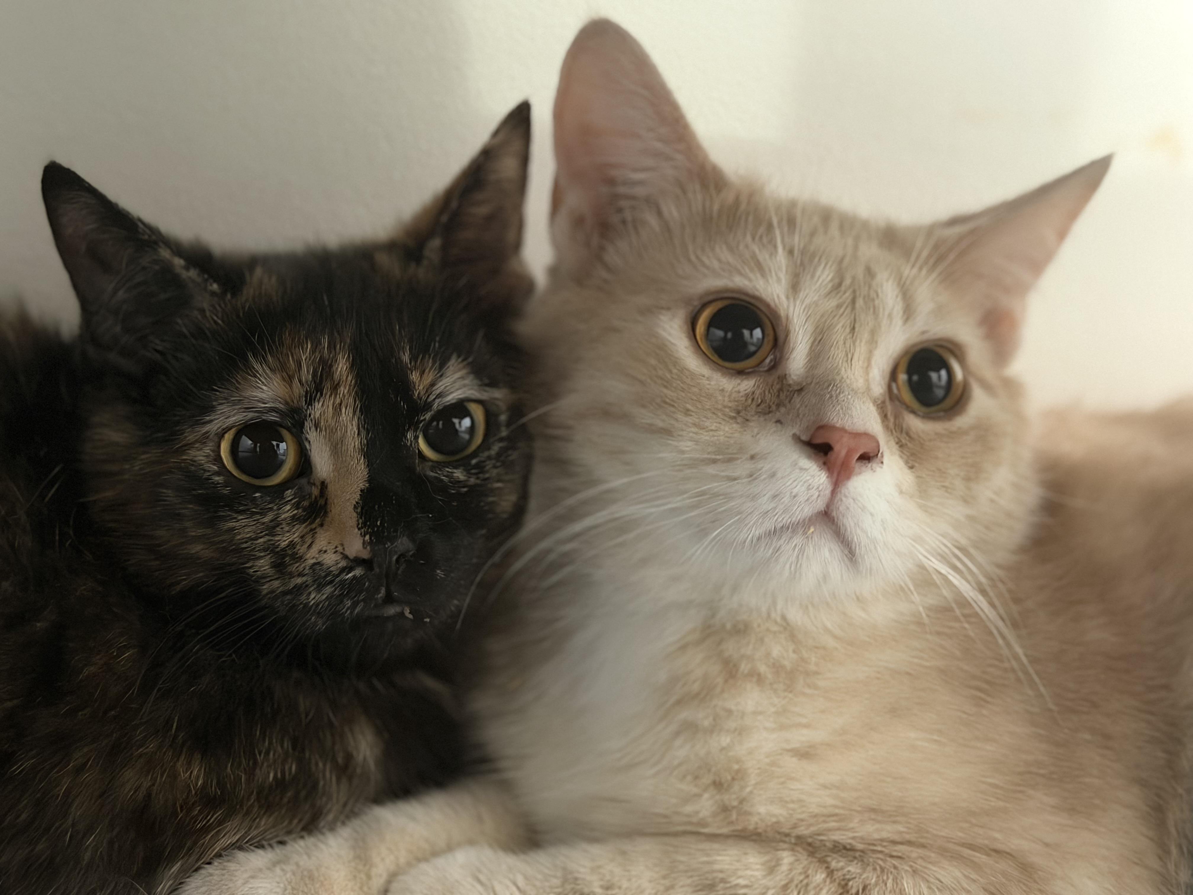 Dobby, a Adoptable mixed breed in Steinbach, MB image 4/6