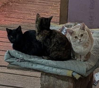 Dobby, a Adoptable mixed breed in Steinbach, MB image 5/6