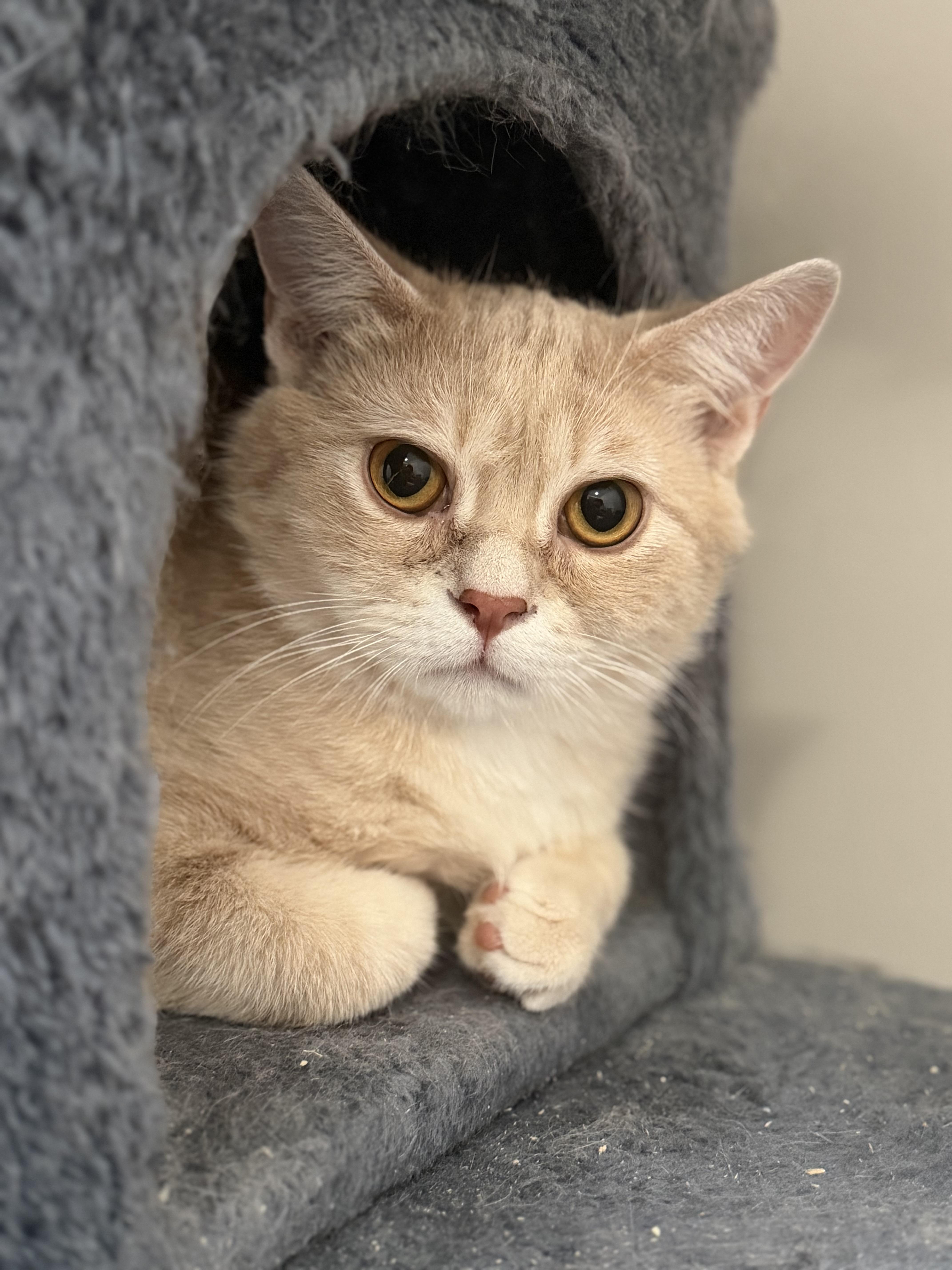 Dobby, a Adoptable mixed breed in Steinbach, MB image 6/6