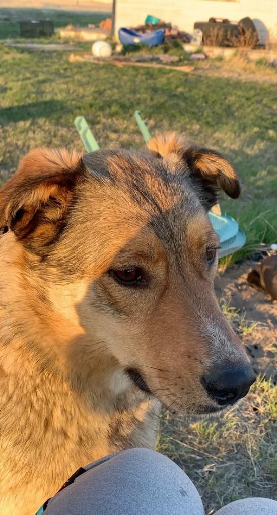 Enlarge Bear, a Adoptable mixed breed in Didsbury, AB image 2/2