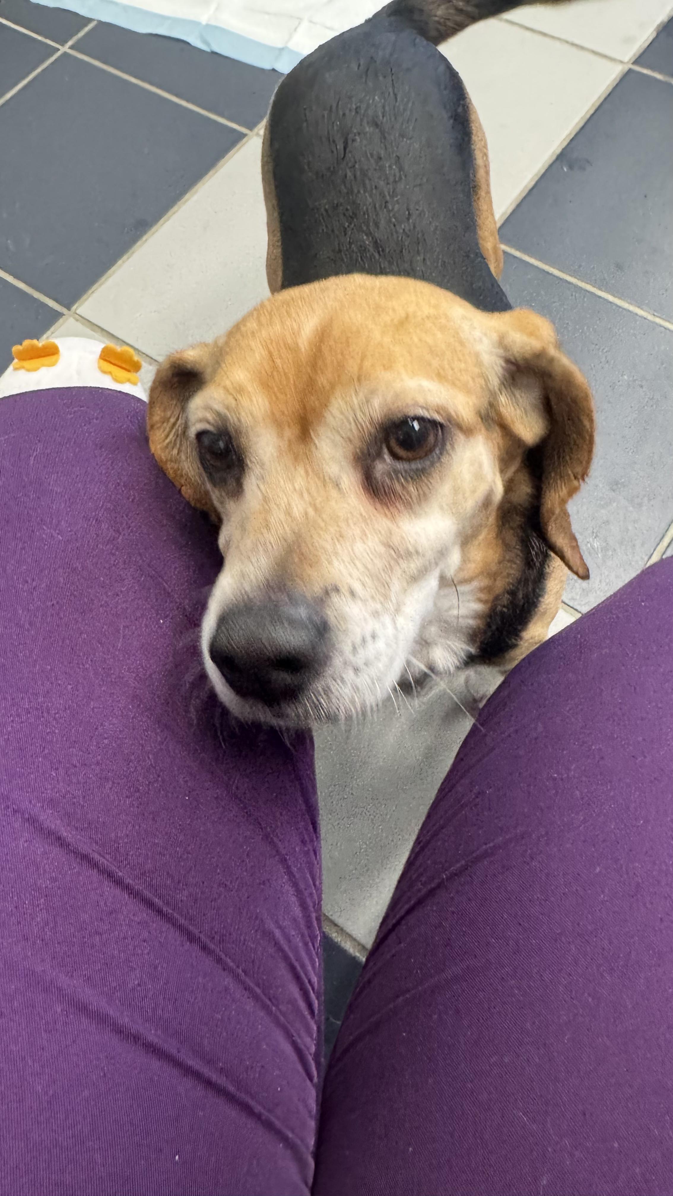 Enlarge Bugsy, a other Beagle in Fall River, MA image 1/4