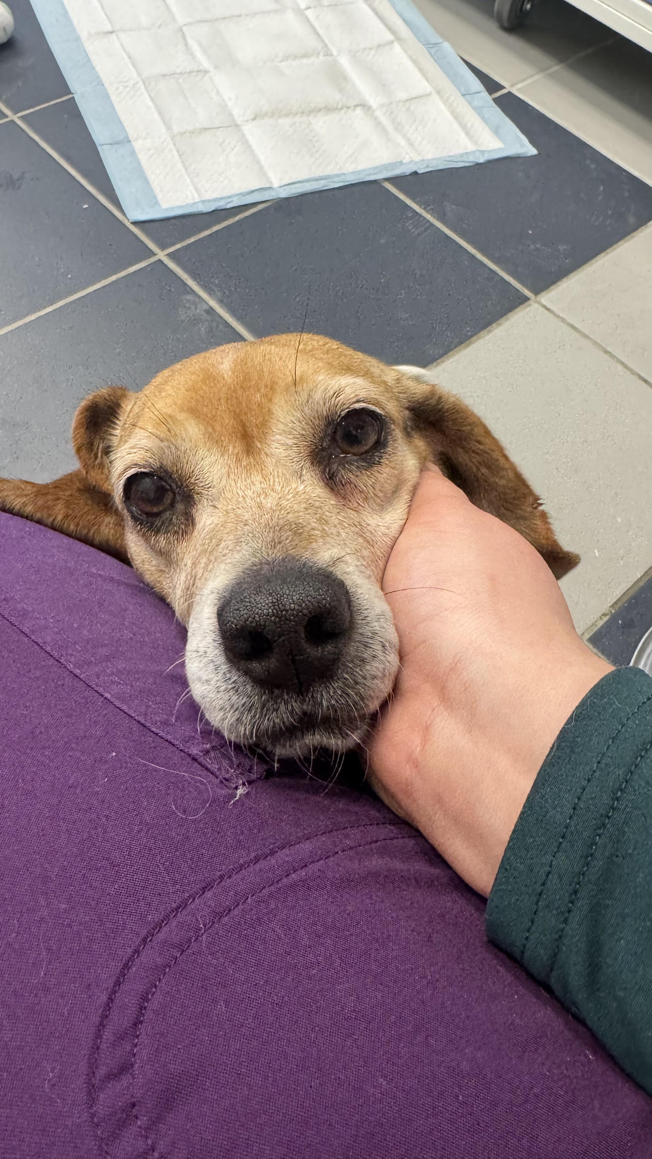 Enlarge Bugsy, a other Beagle in Fall River, MA image 3/4