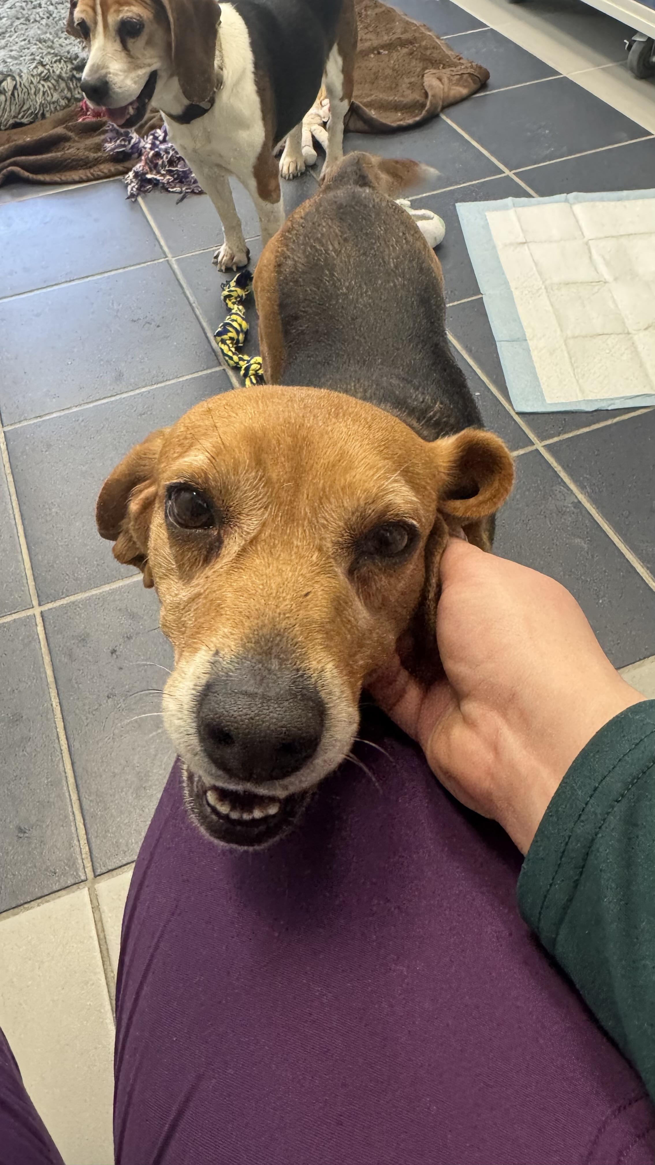 Enlarge Bugsy, a other Beagle in Fall River, MA image 4/4