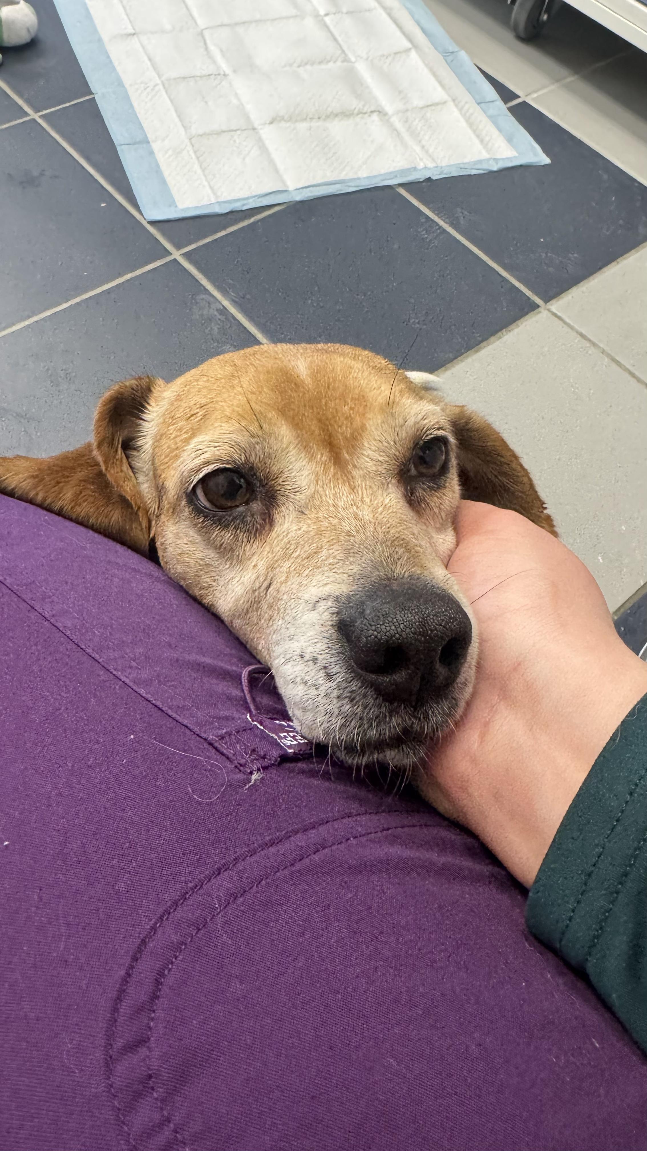 Enlarge Bugsy, a other Beagle in Fall River, MA image 2/4
