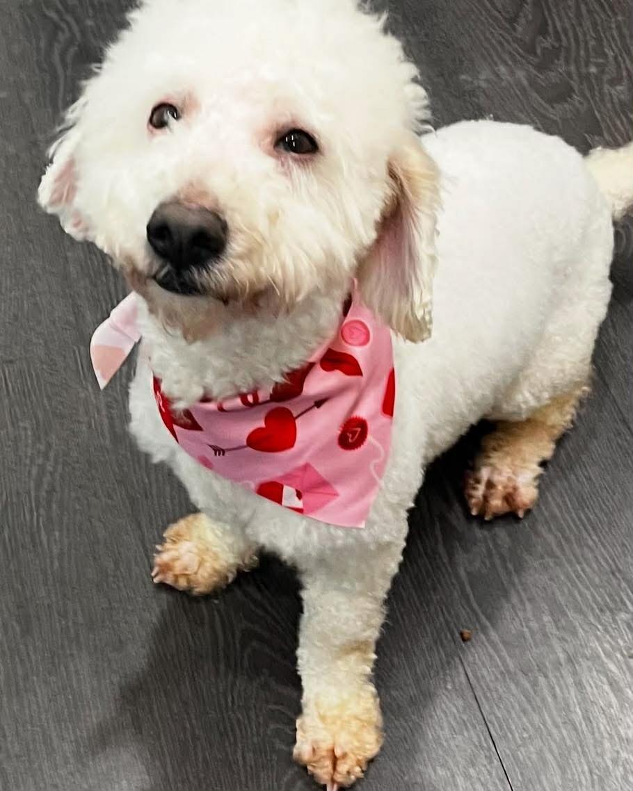 Cornelius , ADOPTABLE, Adult Male Poodle.