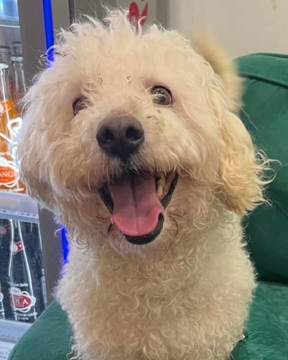 Enlarge Cornelius , a ADOPTABLE Poodle in Buffalo, NY image 2/2