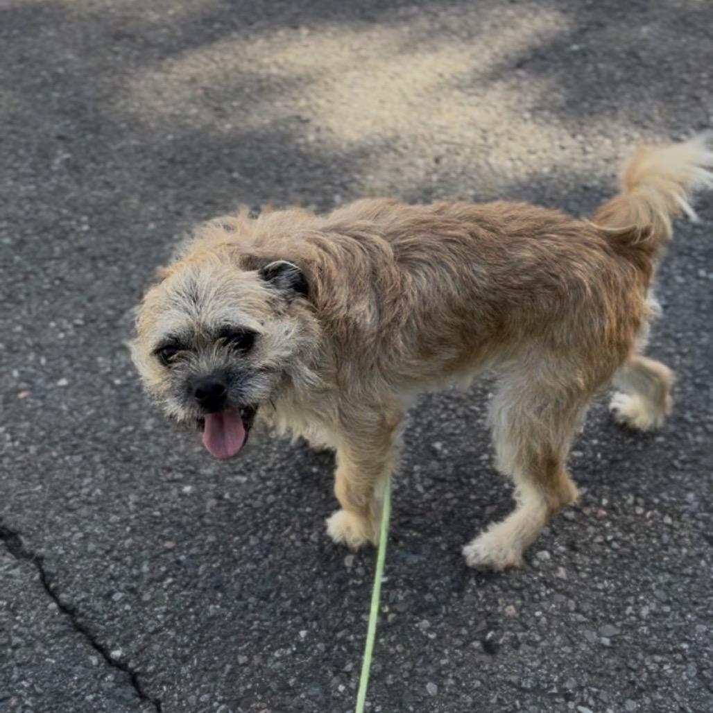 Jerry, Adoptable, Adult Male Terrier.