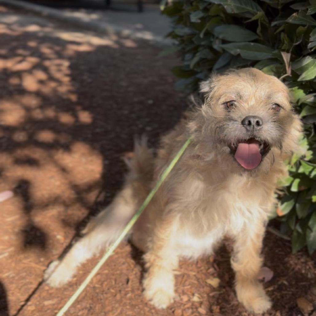 Enlarge Jerry, a Adoptable Terrier in Newberg, OR image 2/4