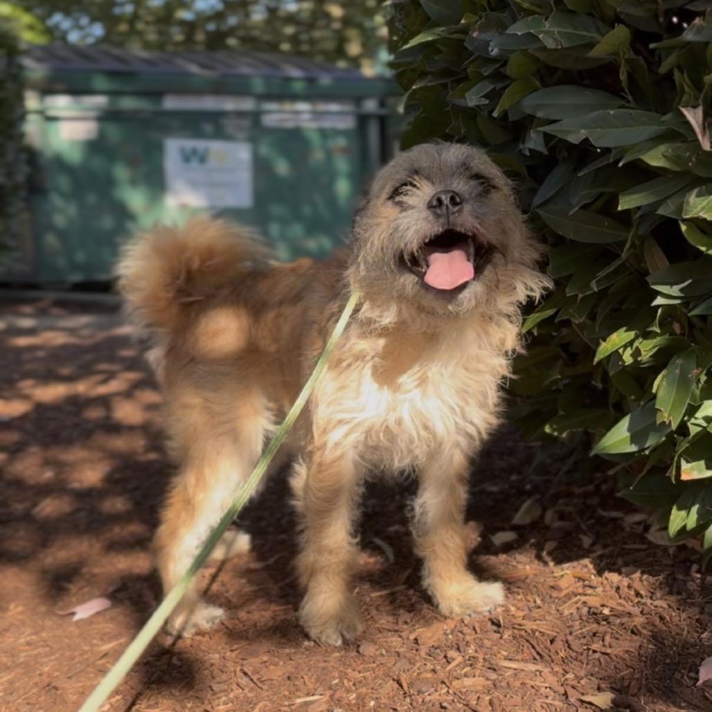 Enlarge Jerry, a Adoptable Terrier in Newberg, OR image 3/4