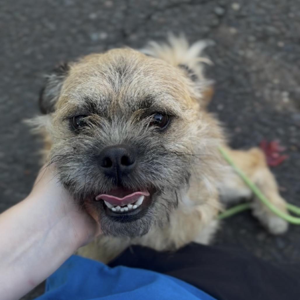 Enlarge Jerry, a Adoptable Terrier in Newberg, OR image 4/4