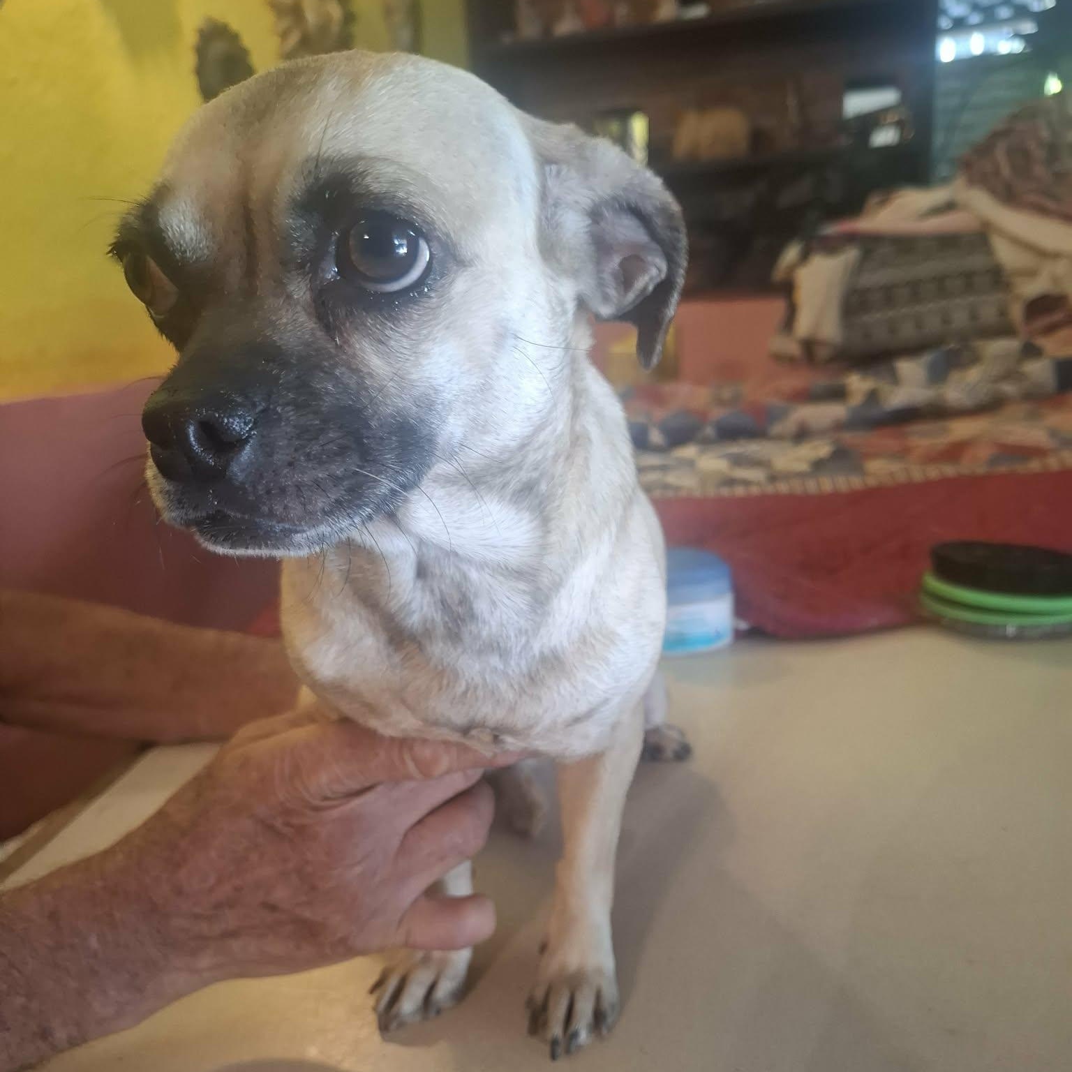 Toci — thumbnail 2