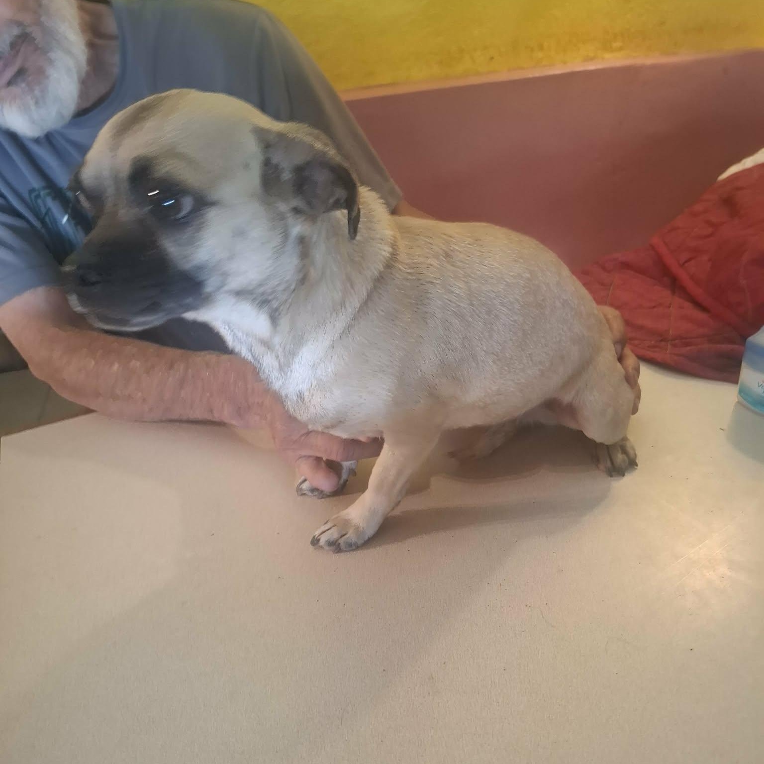 Toci — thumbnail 3