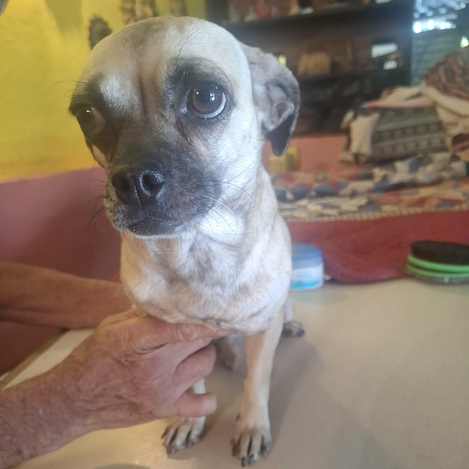 Toci — thumbnail 4