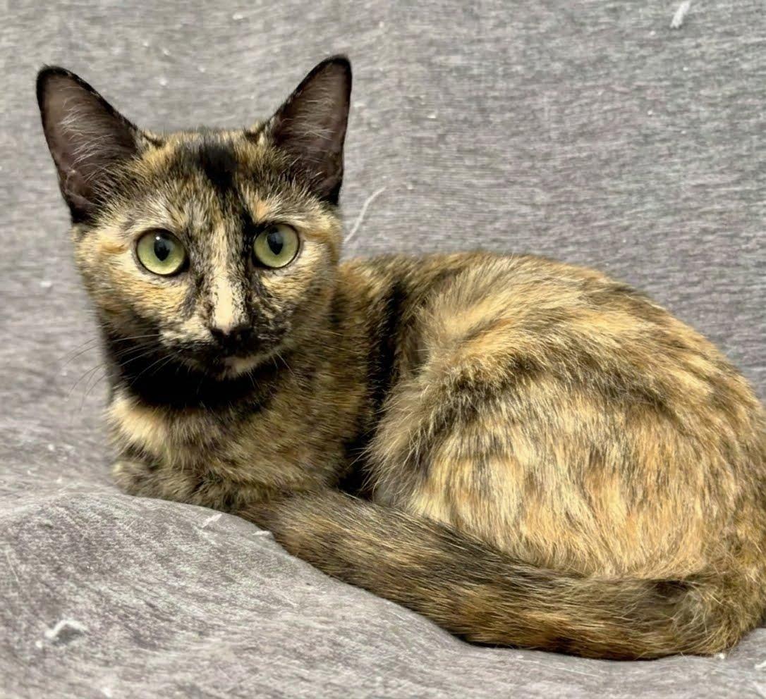 Calypso, Adoptable, Adult Female American Shorthair.