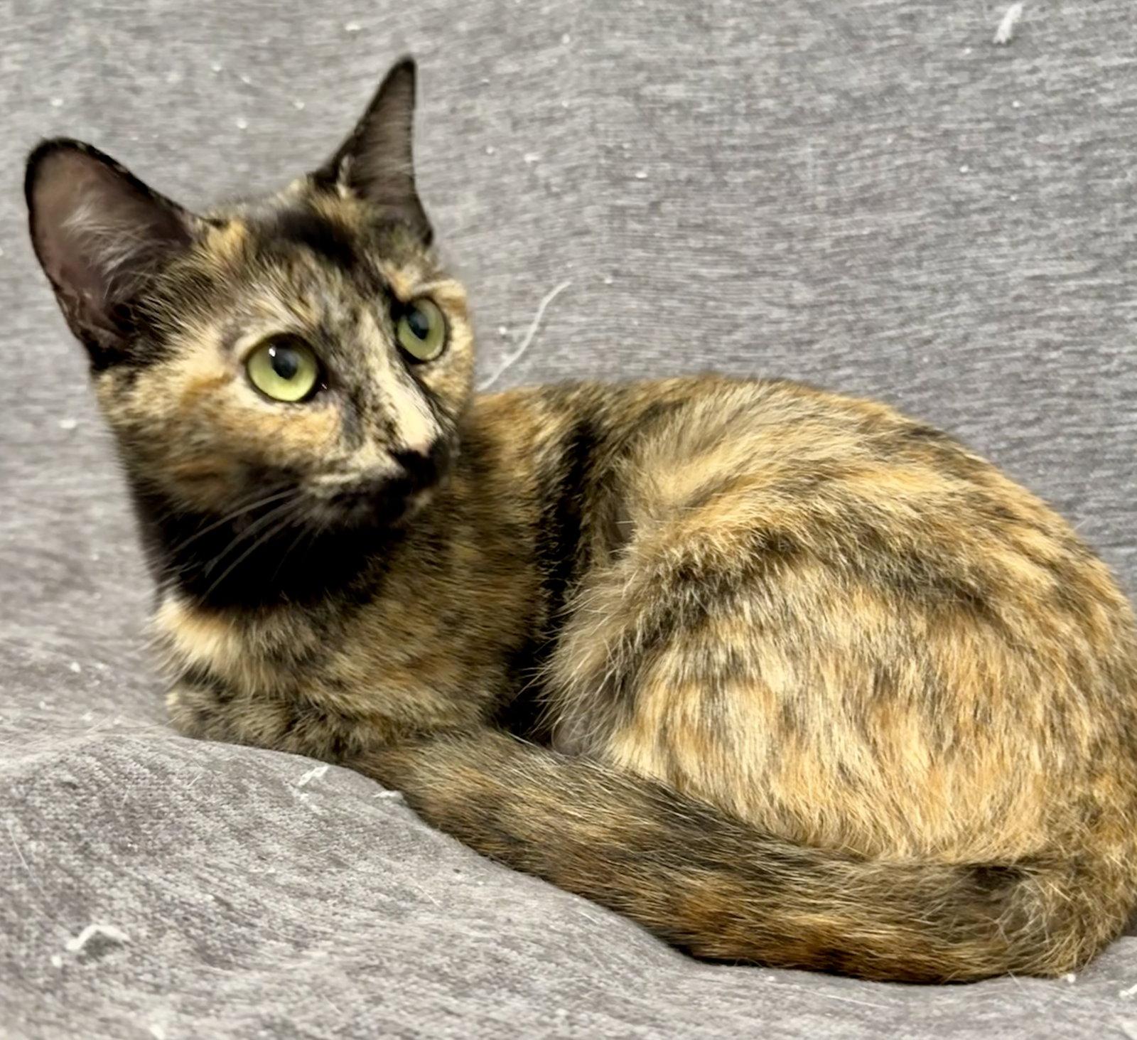 Enlarge Calypso, a Adoptable American Shorthair in Bolivia, NC image 2/2