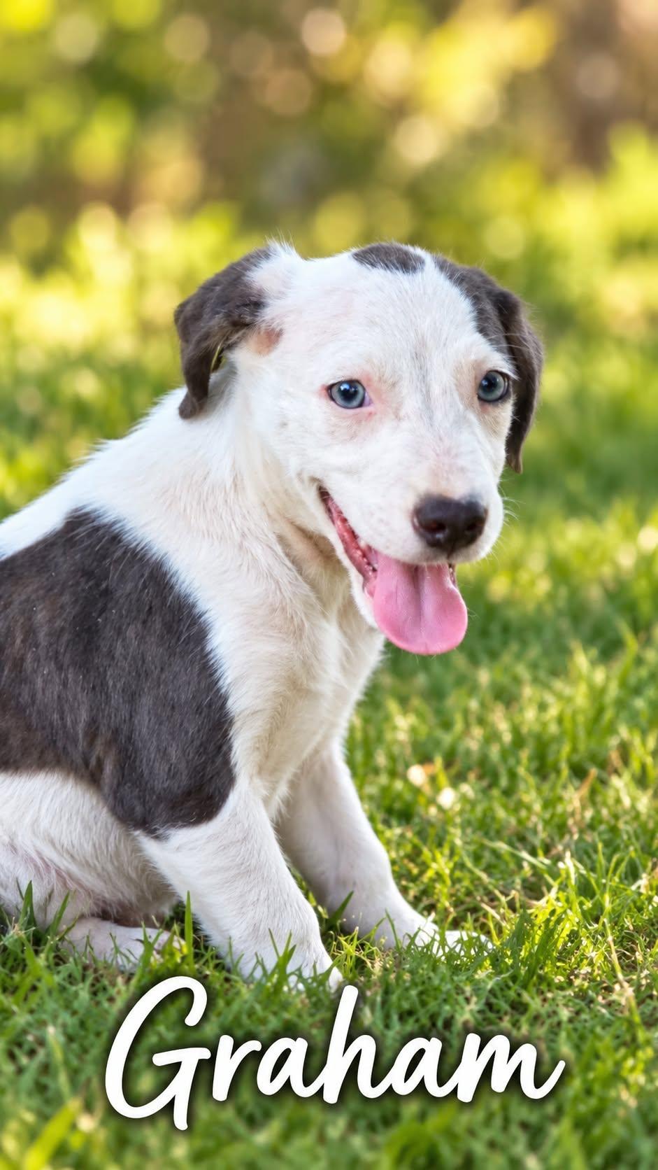Graham, Adoptable, Young Male Pit Bull Terrier.