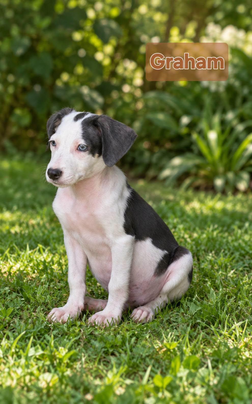 Enlarge Graham, a Adoptable mixed breed in church point, LA image 2/3