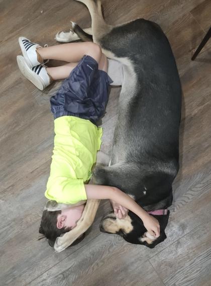 Enlarge Fergie, a Adoptable mixed breed in Cibolo, TX image 3/3