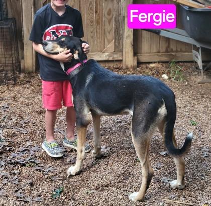 Enlarge Fergie, a Adoptable mixed breed in Cibolo, TX image 2/3