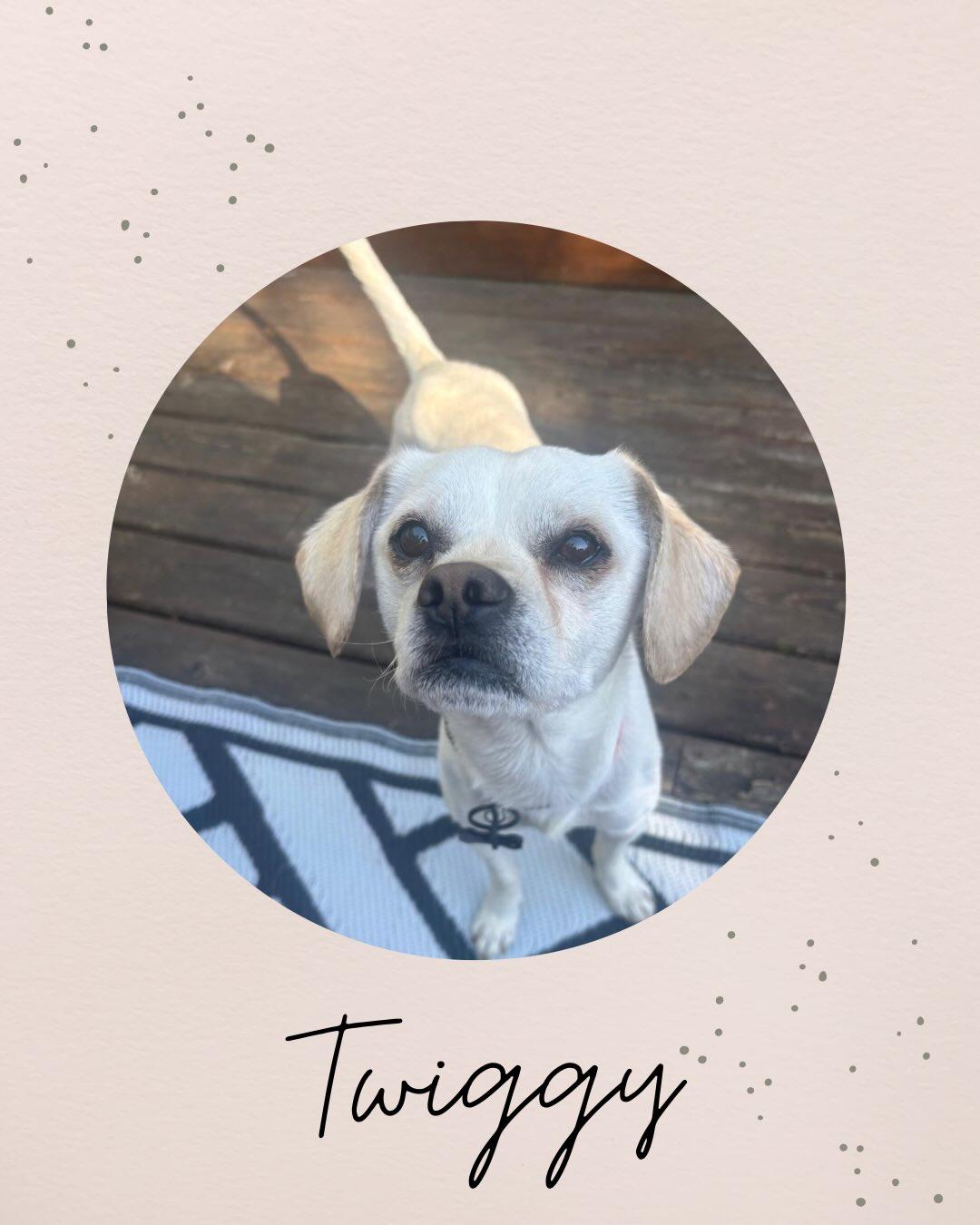 TWIGGY, adopted, Young Male Beagle.