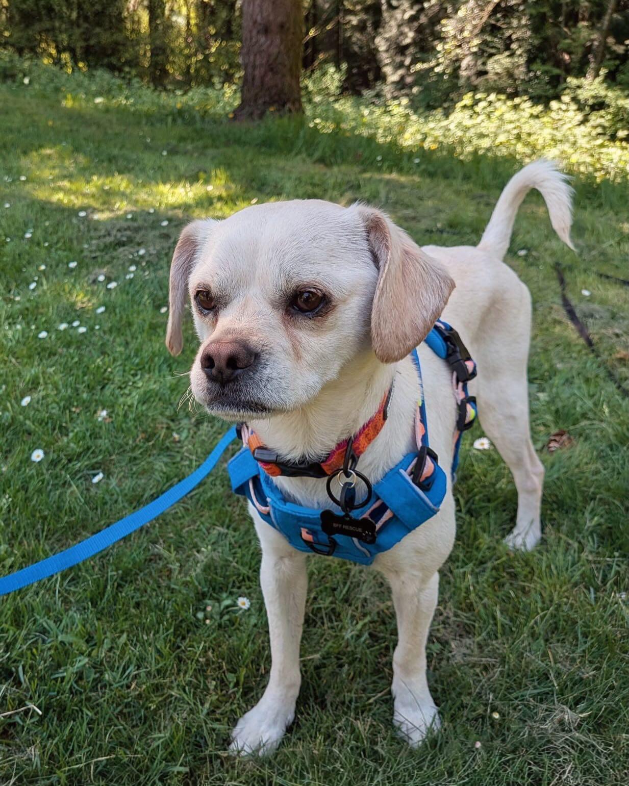 TWIGGY, an adopted mixed breed in Coquitlam, BC image 4/5