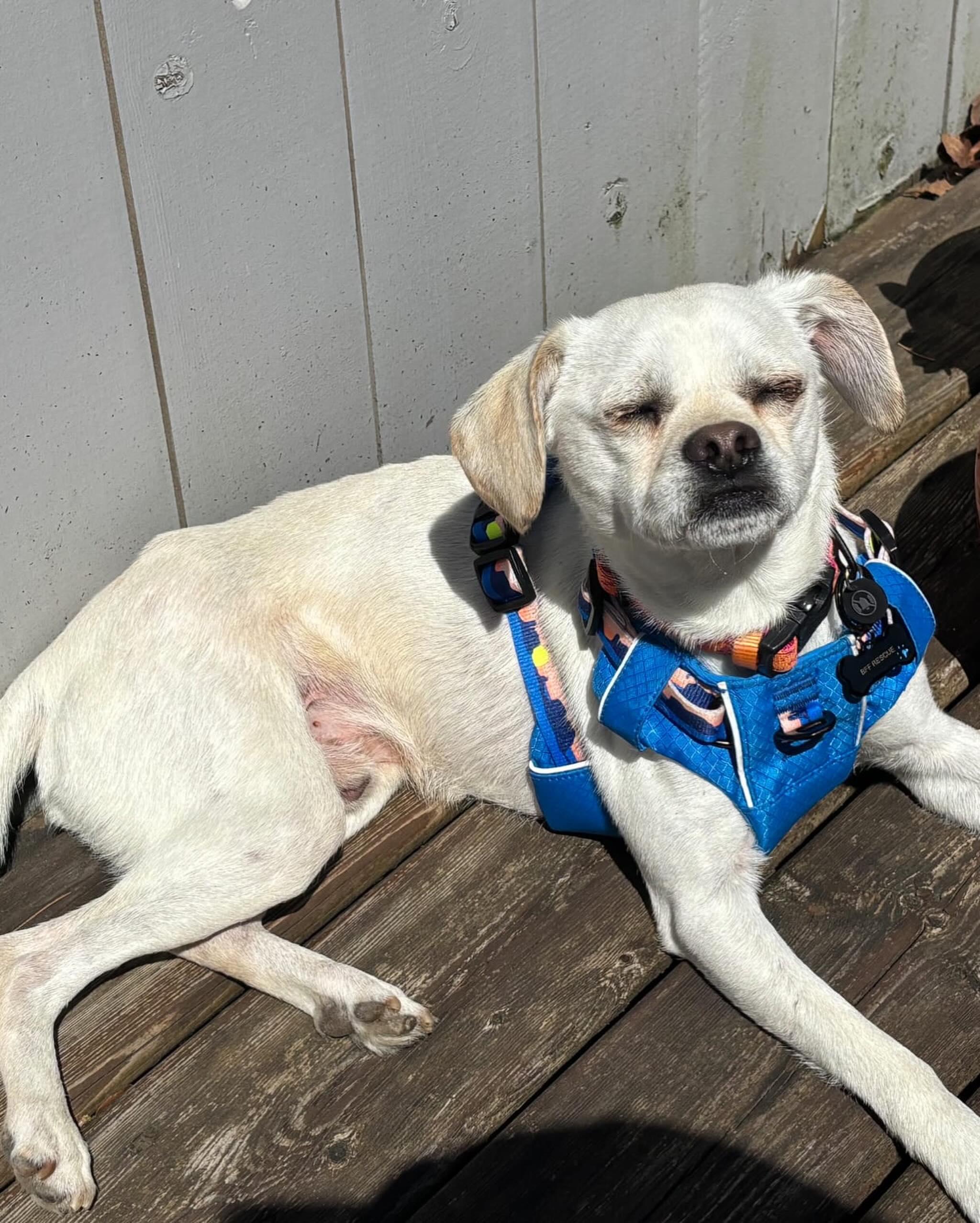 TWIGGY, an adopted mixed breed in Coquitlam, BC image 3/5
