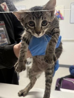 Enlarge Maserati, a Adoptable Domestic Short Hair in Shreveport, LA image 1/2