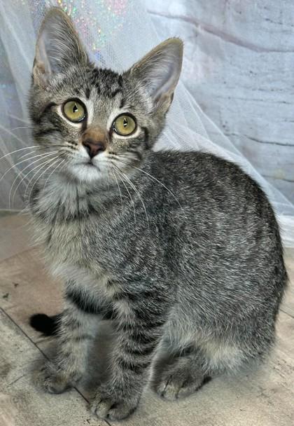Enlarge Maserati, a Adoptable Domestic Short Hair in Shreveport, LA image 3/4