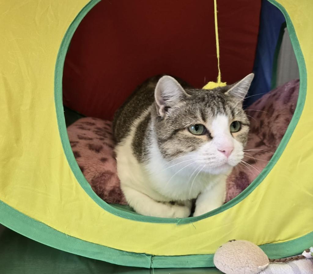 Queenie, Adoptable, Young Female Domestic Short Hair.