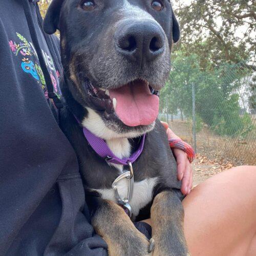 Enlarge Elmer, a Adoptable mixed breed in Visalia, CA image 2/4