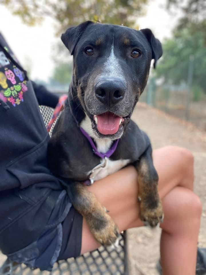 Elmer, a Adoptable mixed breed in Visalia, CA image 3/4