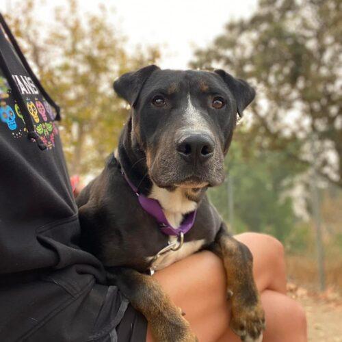 Enlarge Elmer, a Adoptable mixed breed in Visalia, CA image 4/4