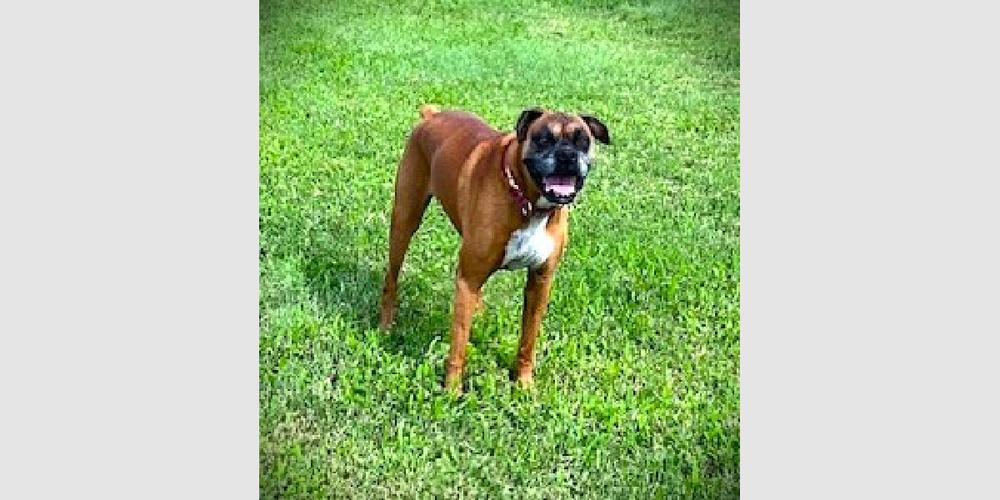 Allie III, a Adoptable Boxer in Hewitt, TX image 1/3