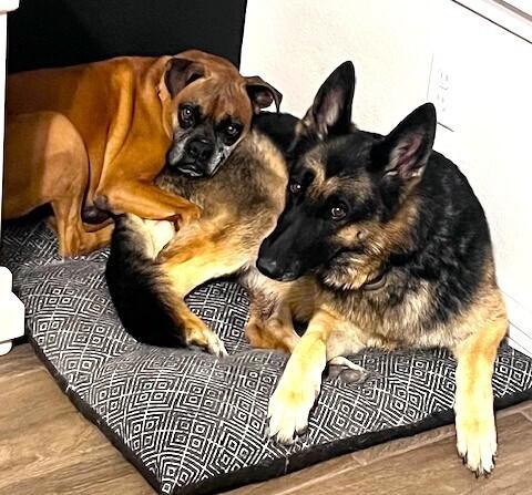 Allie III, a Adoptable Boxer in Hewitt, TX image 2/3