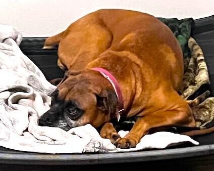 Allie III, a Adoptable Boxer in Hewitt, TX image 3/3