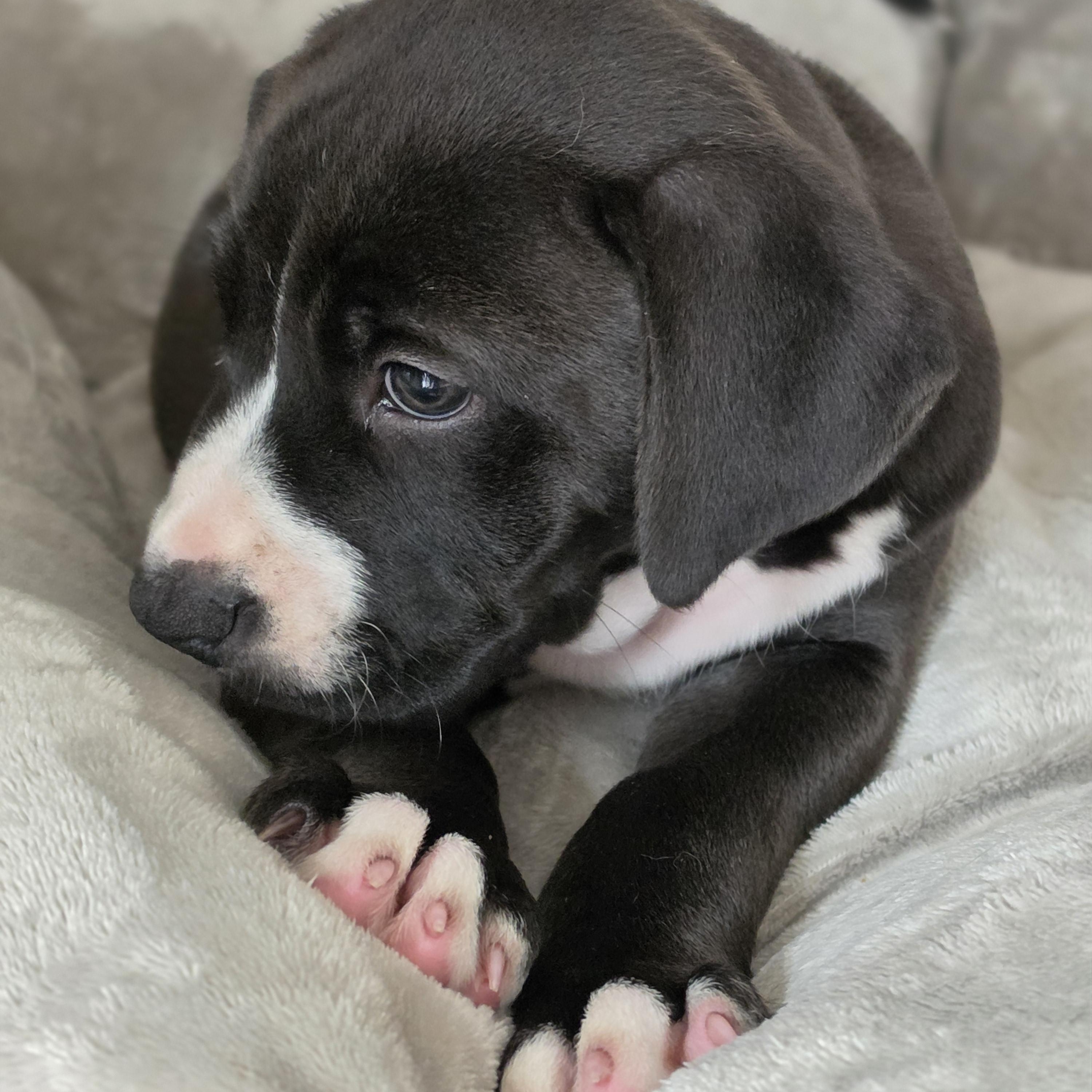 April, a ADOPTABLE mixed breed in Dandridge, TN image 2/2