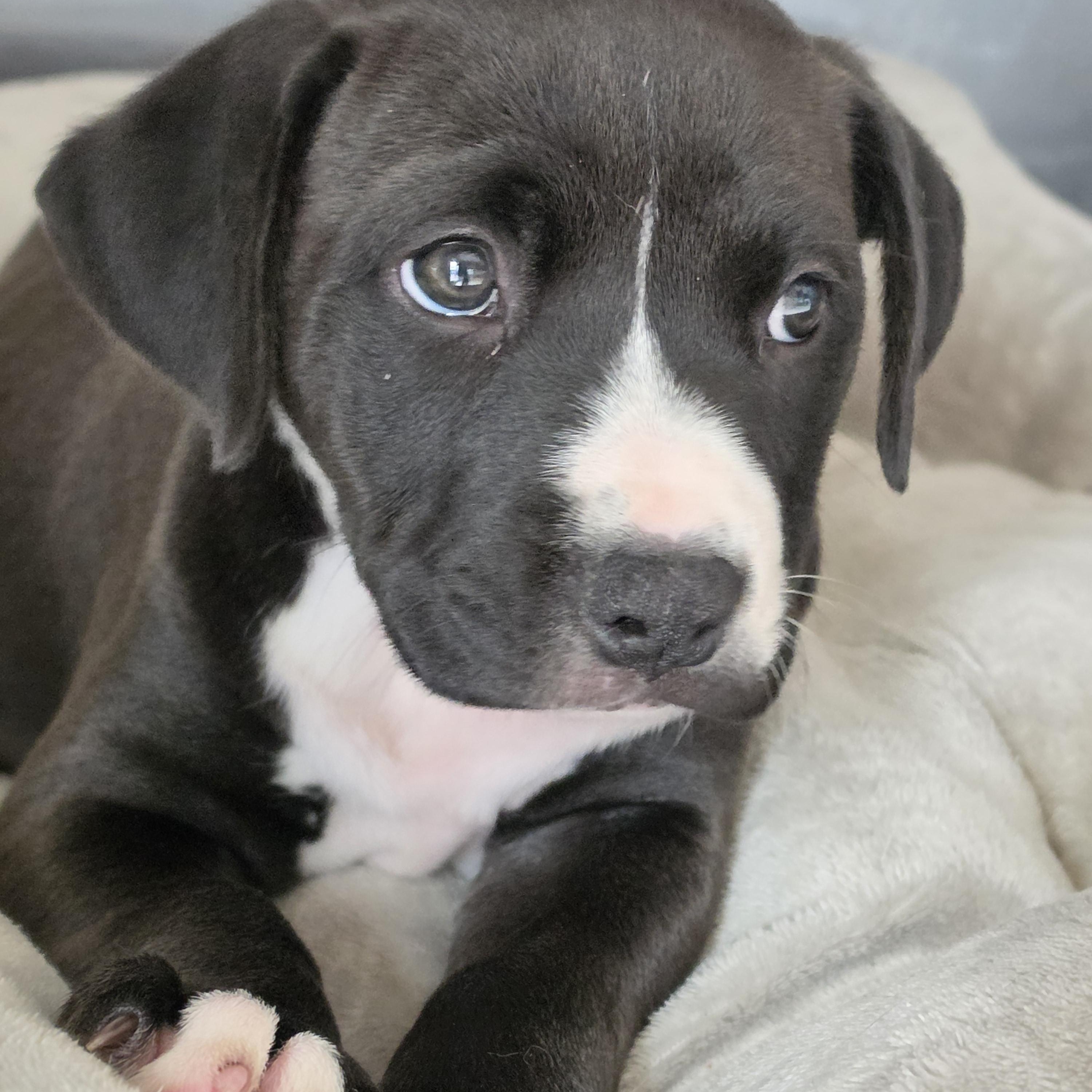 April, ADOPTABLE, Puppy Female Golden Retriever & Boxer.