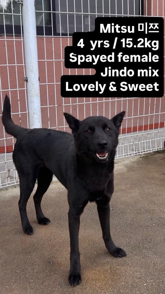 MITSU, Adoptable, Adult Female Jindo.
