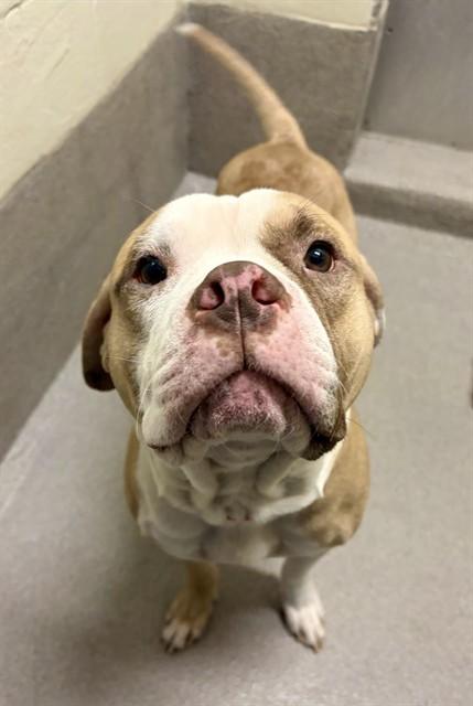 ZEUS, Adoptable, Young Male Pit Bull Terrier.