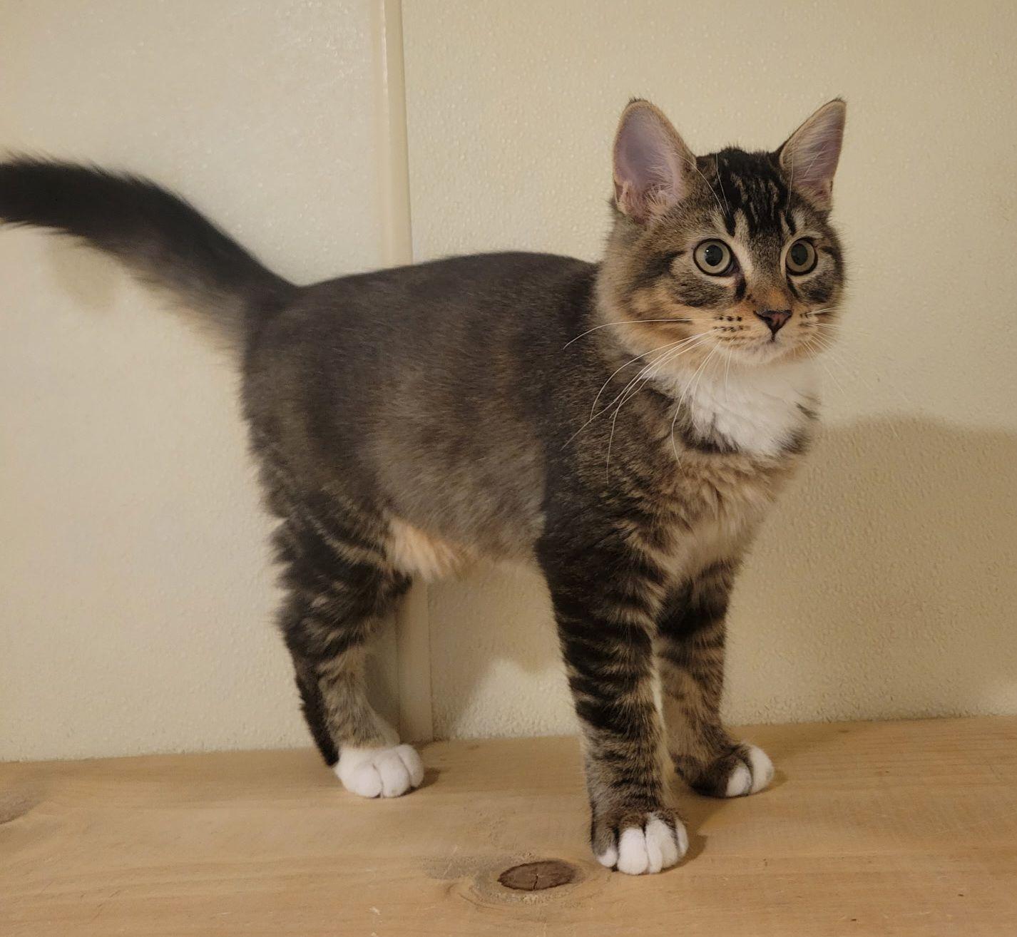 Enlarge Zelda, an adopted Domestic Short Hair in Lodi, CA image 1/1