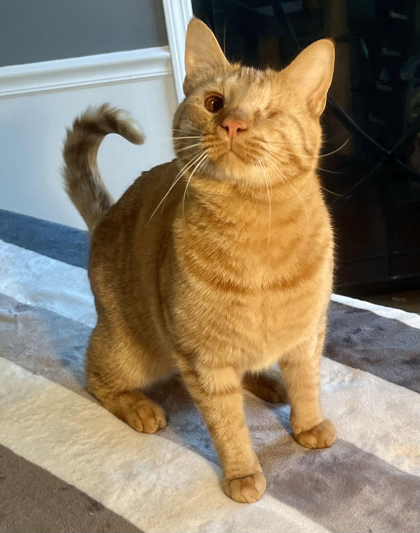 Bonfire, a Adoptable Domestic Short Hair in Lexington, SC image 1/3