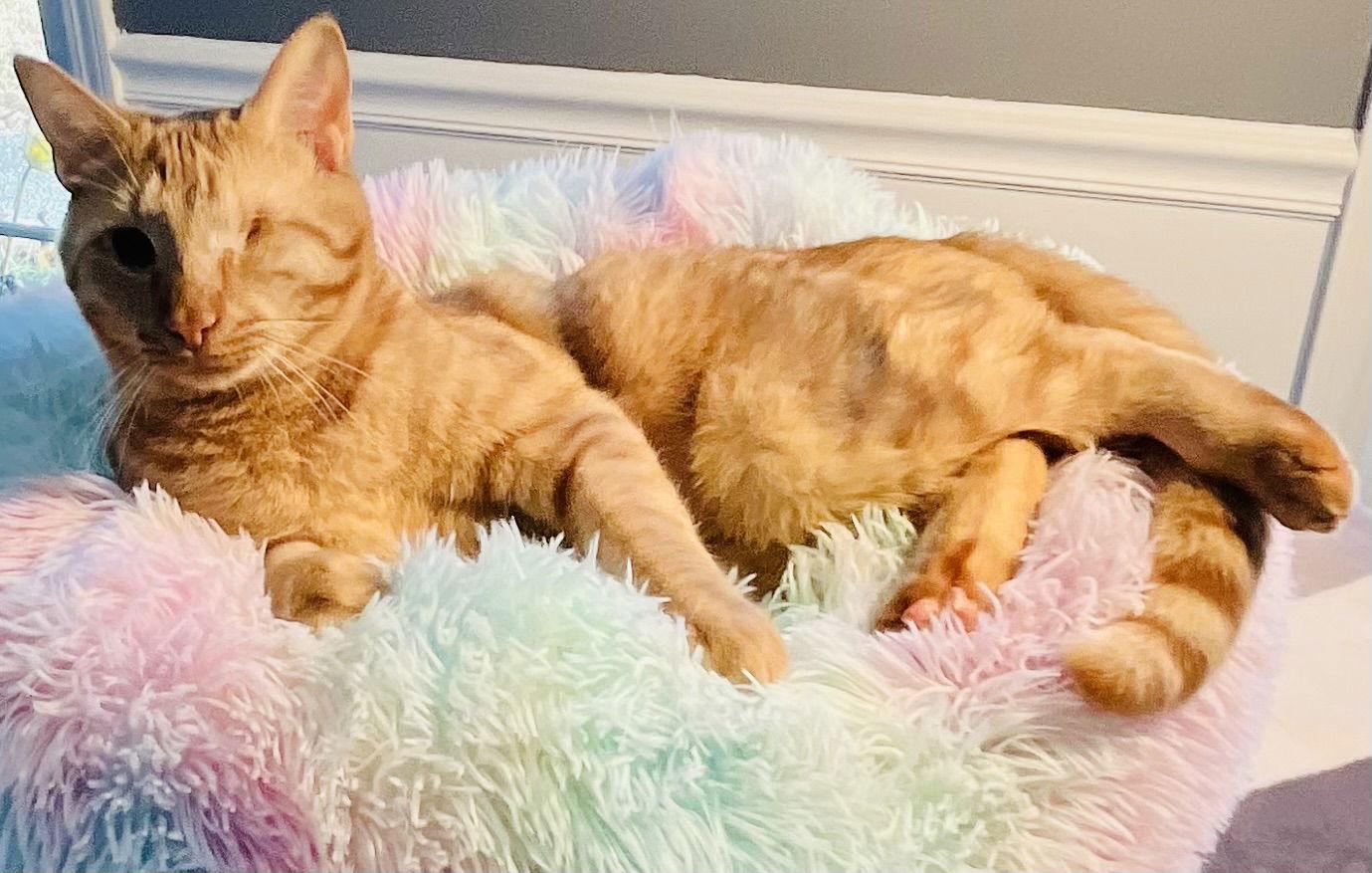 Bonfire, a Adoptable Domestic Short Hair in Lexington, SC image 2/3