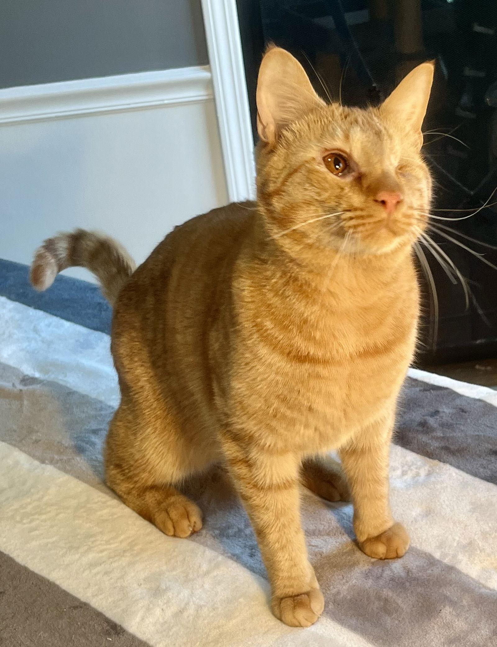 Bonfire, a Adoptable Domestic Short Hair in Lexington, SC image 3/3