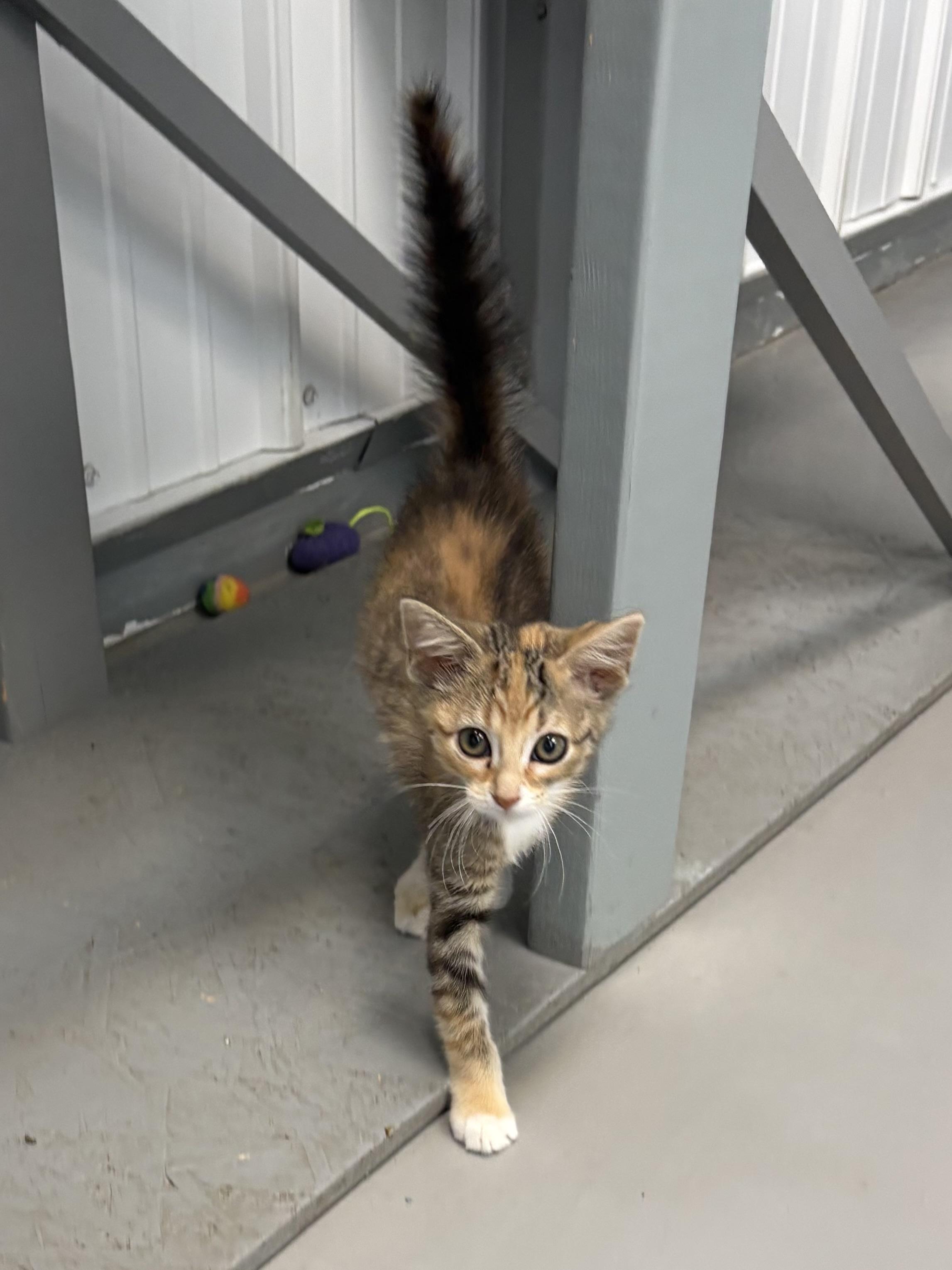 Xena, an adopted American Shorthair in Big Rapids, MI image 4/4