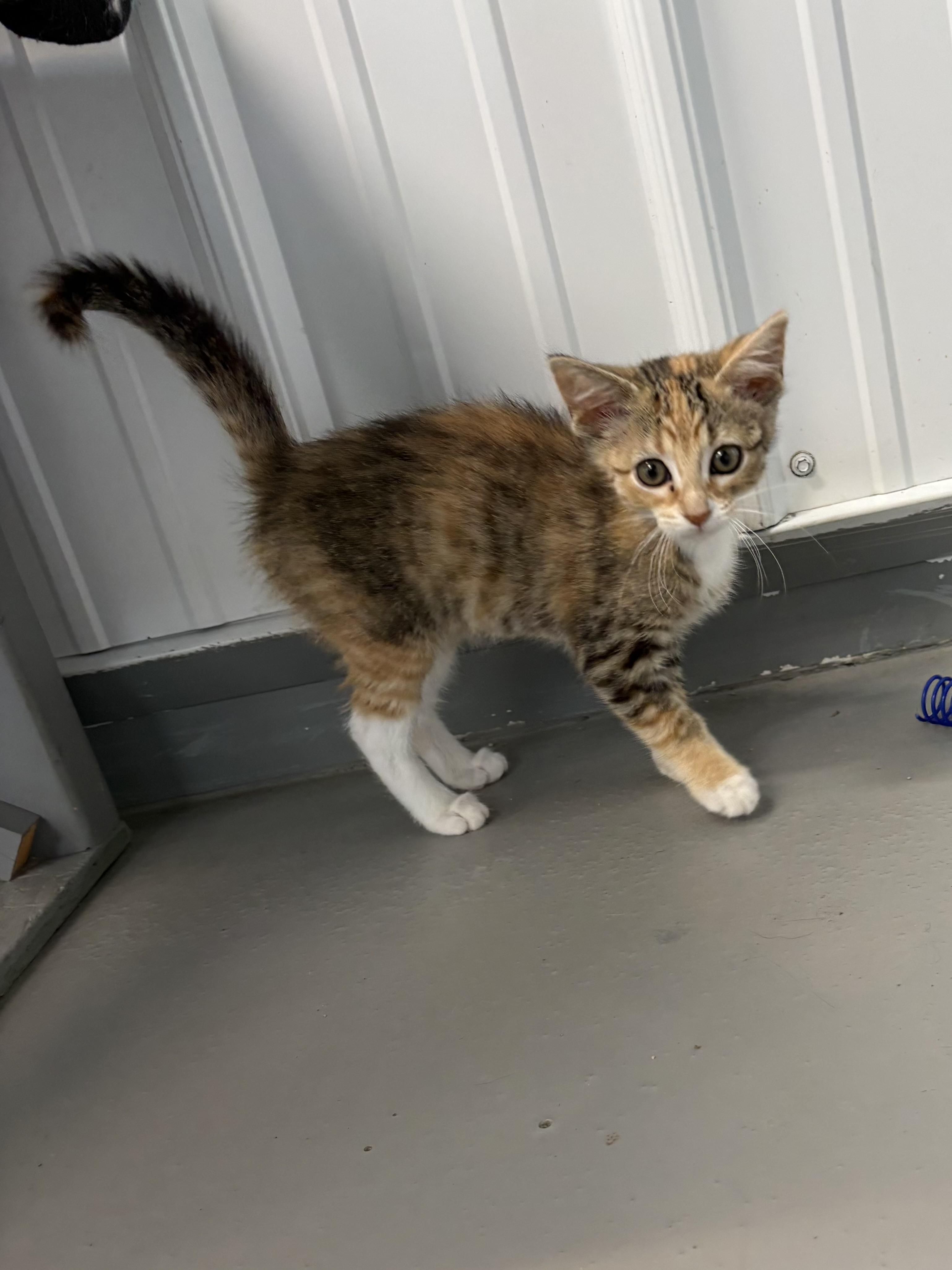 Xena, an adopted American Shorthair in Big Rapids, MI image 2/4