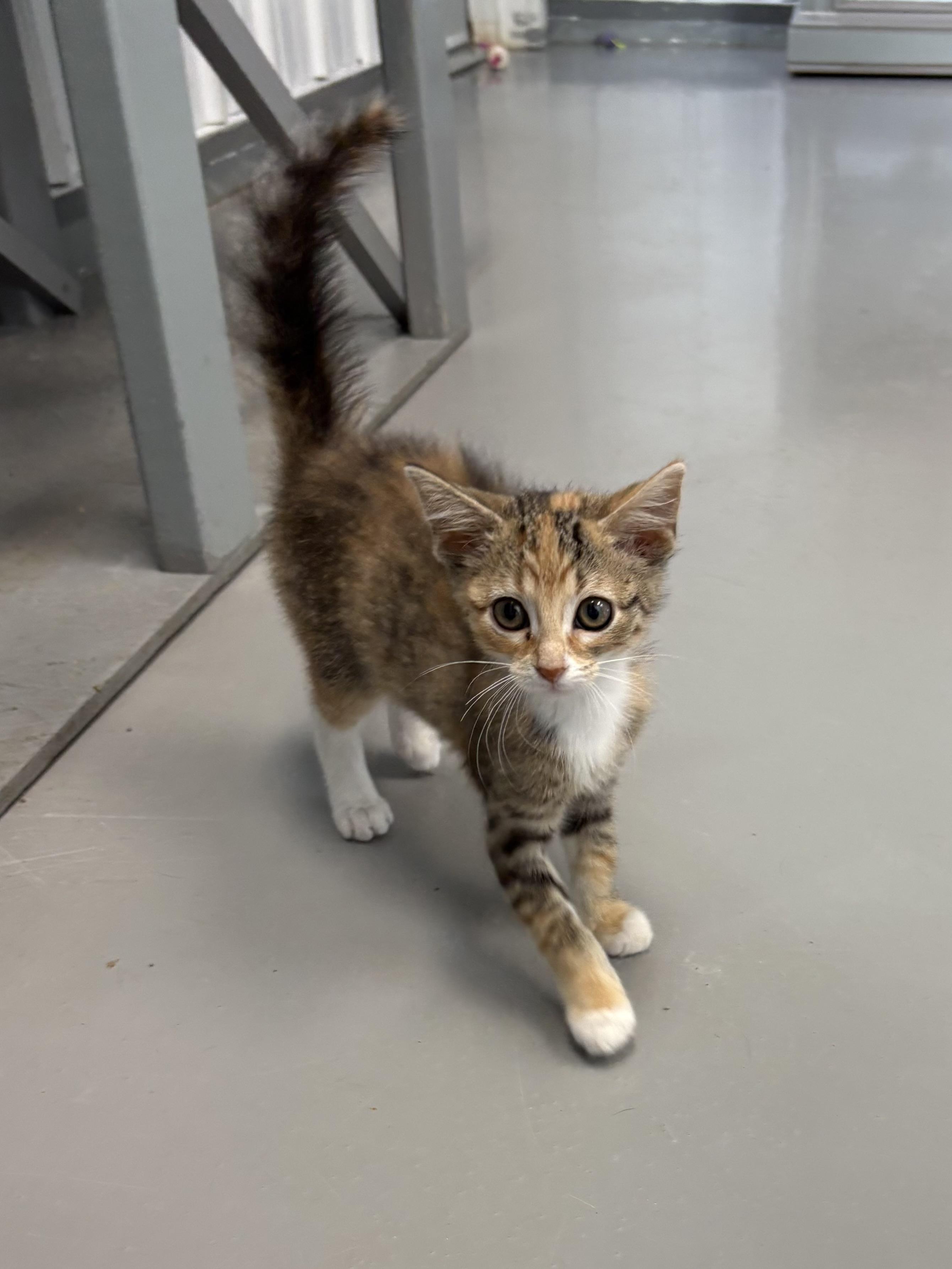 Xena, an adopted American Shorthair in Big Rapids, MI image 3/4